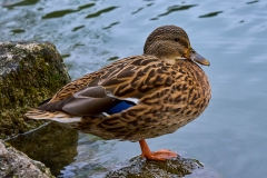 JJS07502Baden