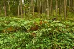 Gruener-See-1