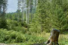 Gruener-See-16